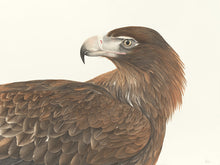 Load image into Gallery viewer, Wedge-tailed Eagle Print