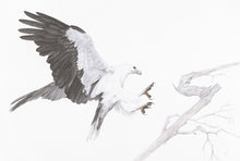 Load image into Gallery viewer, White Bellied Sea Eagle Print