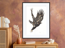 Load image into Gallery viewer, Wedge-Tailed Eagle