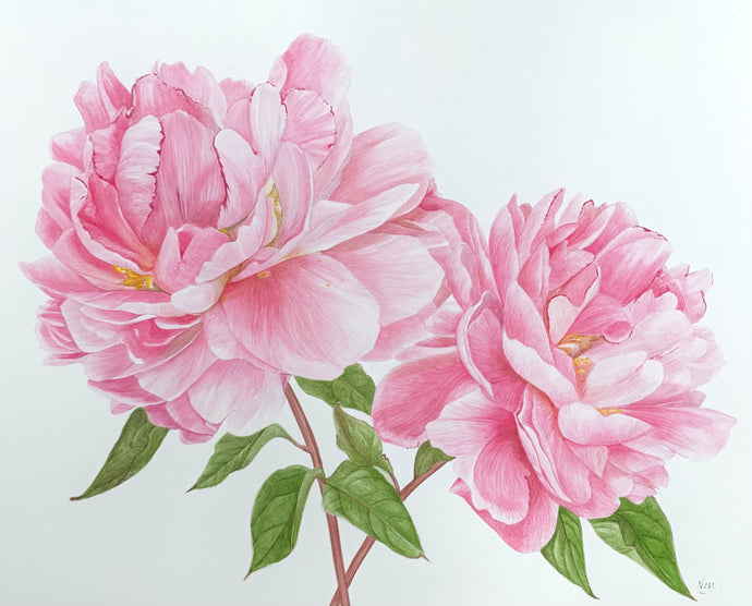 Peony