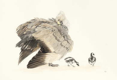 Cape Barron Goose: 