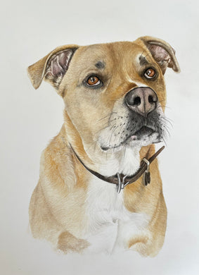A4 Pet Portraits
