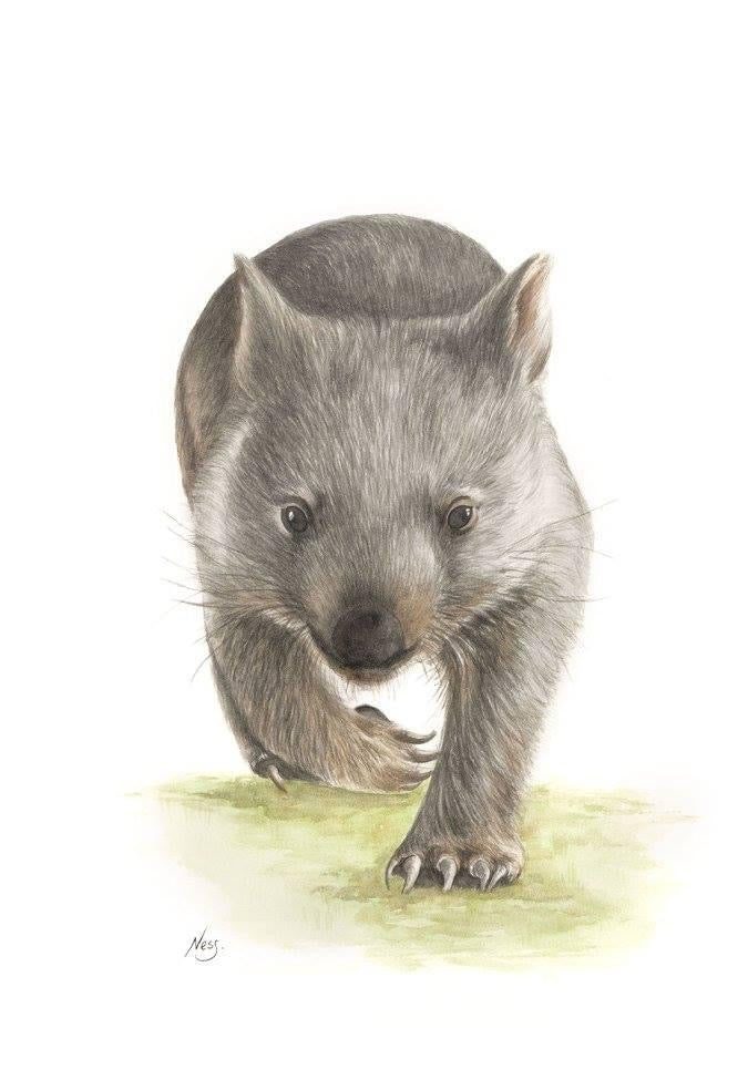 Wombat on the Run