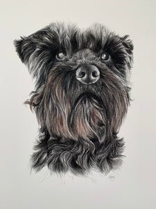 A4 Pet Portraits