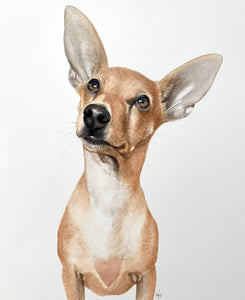 A4 Pet Portraits