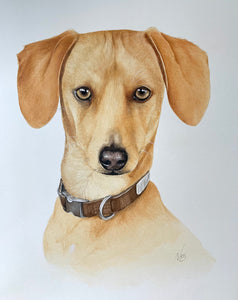 A4 Pet Portraits