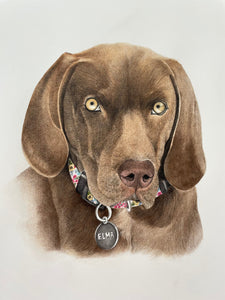 A4 Pet Portraits