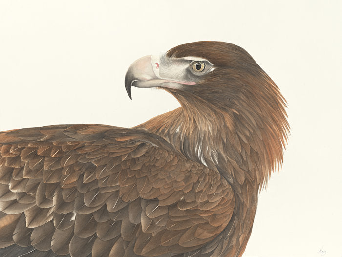 Wedge-tailed Eagle Print