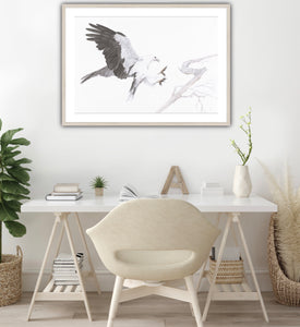 White Bellied Sea Eagle Print