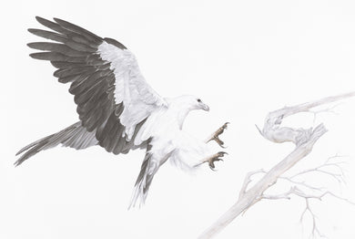 White Bellied Sea Eagle Print