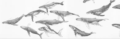 Humpback Whale Migration Fine Art Print