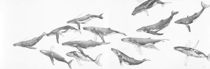 Humpback Whale Migration Fine Art Print
