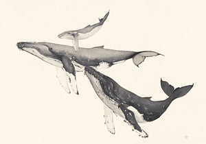 Humpback Whale Set
