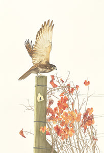 Taking Flight Print
