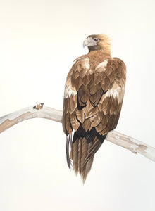 'Fragile': Wedge-Tailed Eagle