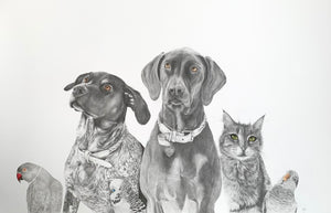 A 2 Pet Portraits