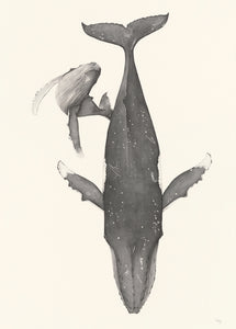Humpback Whale Set
