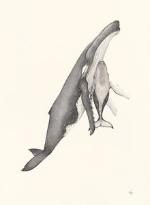 Humpback Whale Set