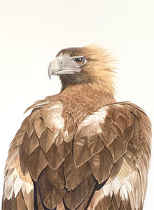 'Fragile': Wedge-Tailed Eagle