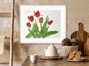 Tulips