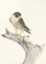 Load image into Gallery viewer, Peregrine Falcon Print