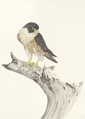 Peregrine Falcon Print