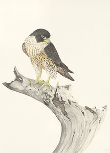 Peregrine Falcon Print