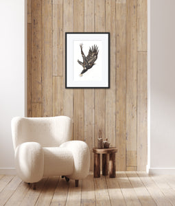 Wedge-Tailed Eagle