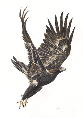 Wedge-Tailed Eagle