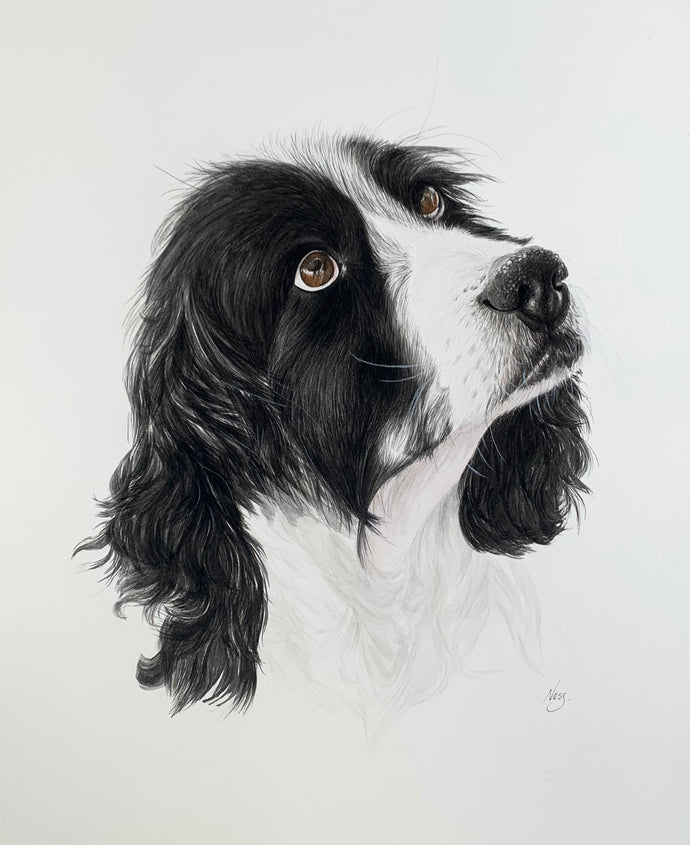 A3 Pet Portraits