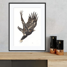 Load image into Gallery viewer, Wedge-Tailed Eagle