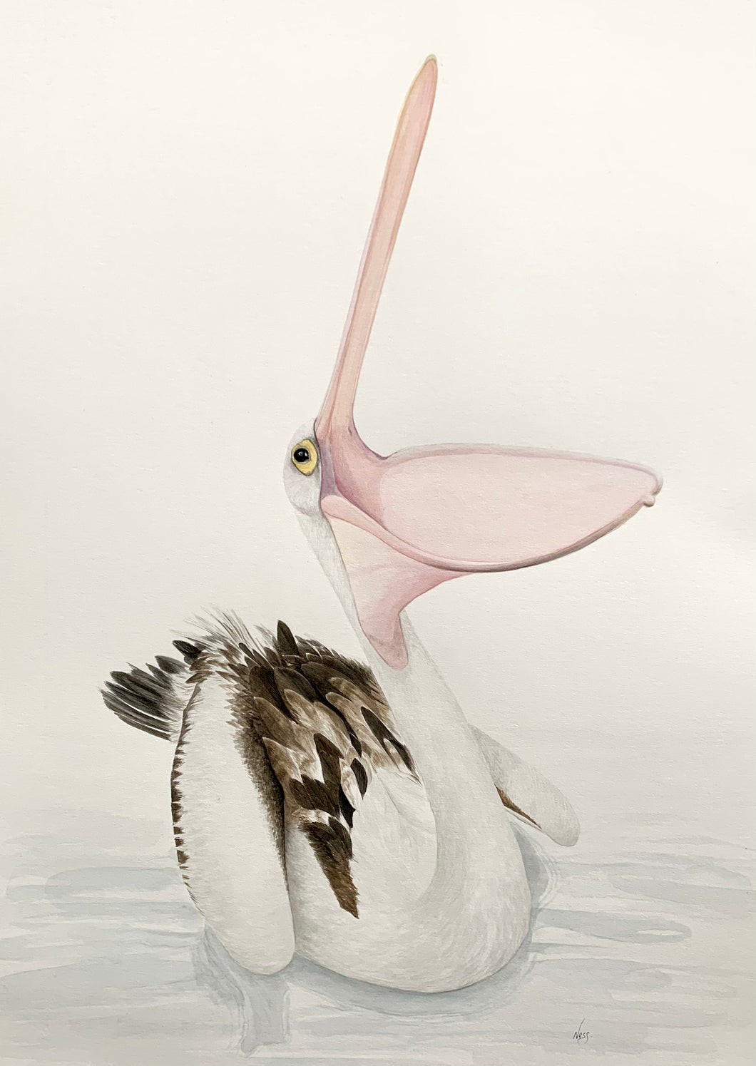 Pelican