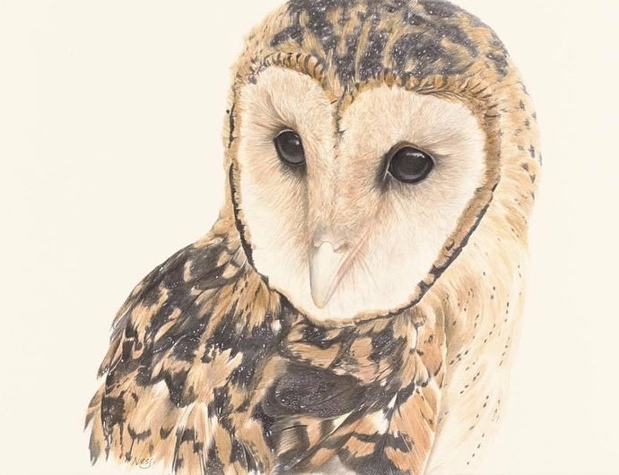 Masked Owl