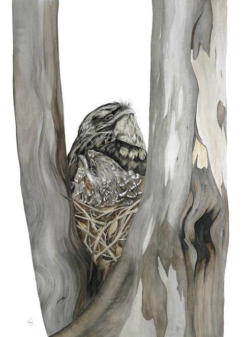 Tawny Frogmouth Print