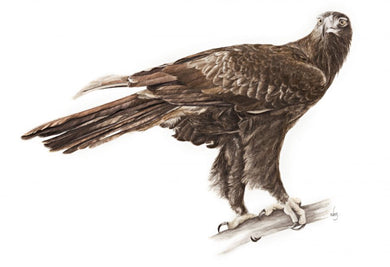Wedge-tailed Eagle Card