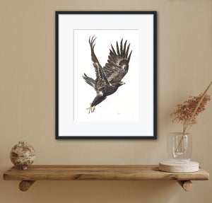 Wedge-Tailed Eagle