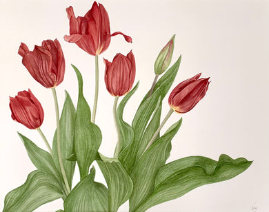 Tulips