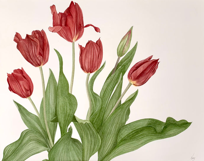 Tulips