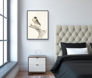 Peregrine Falcon Print