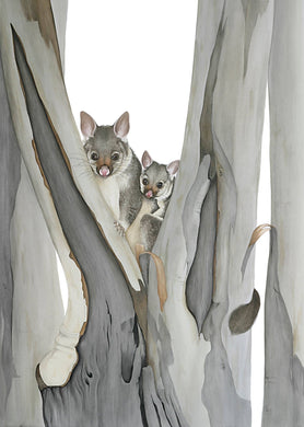Brushtail Possum Card