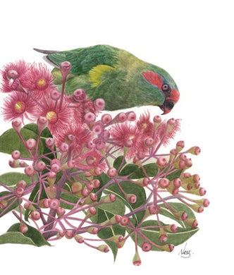 Musk Lorikeet Card