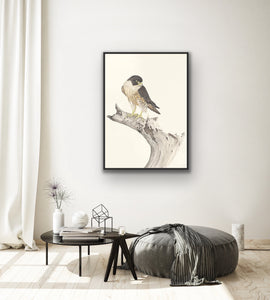Peregrine Falcon Print